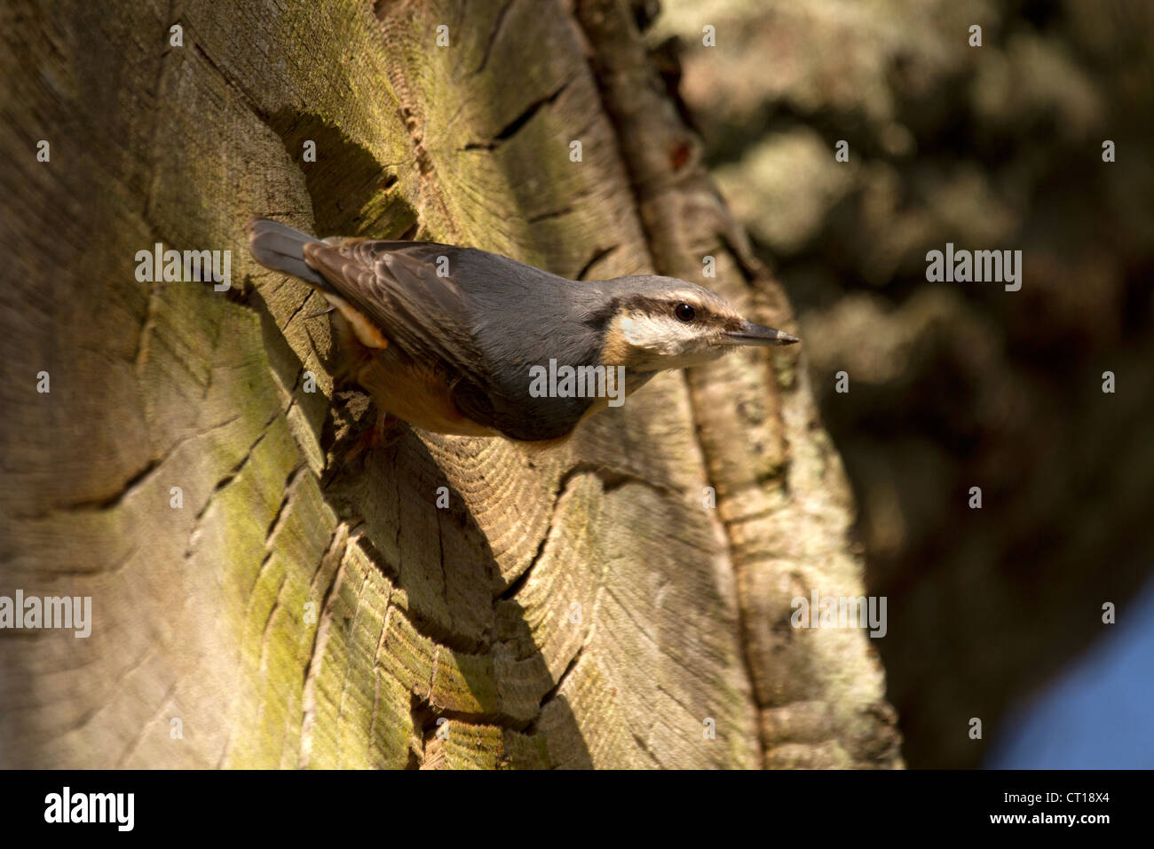 Nuthatch, Sitta europaea outside its nest hole Stock Photo