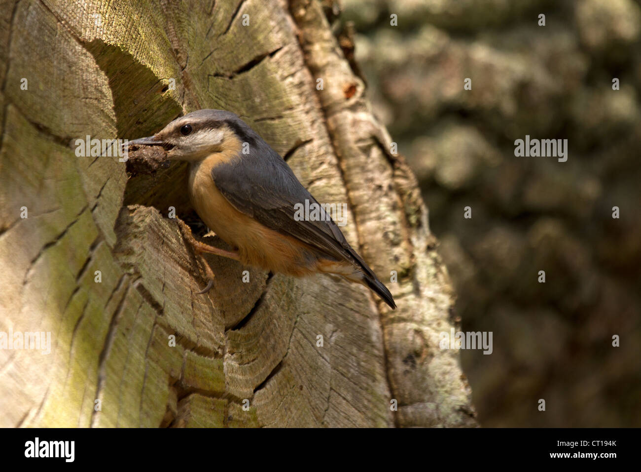 Nuthatch, Sitta europaea building its nest Stock Photo
