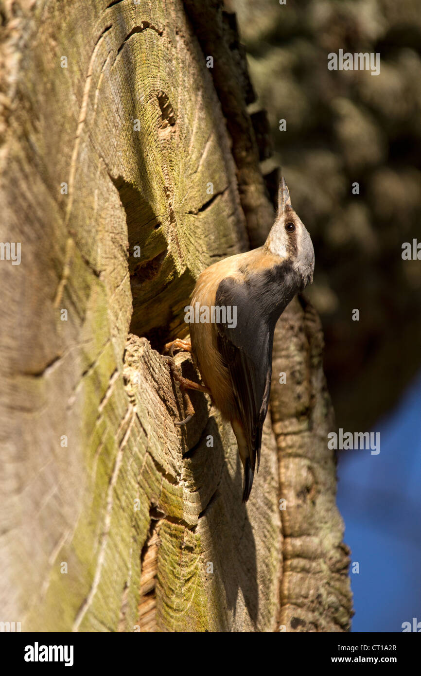 Nuthatch, Sitta europaea outside its nest hole Stock Photo