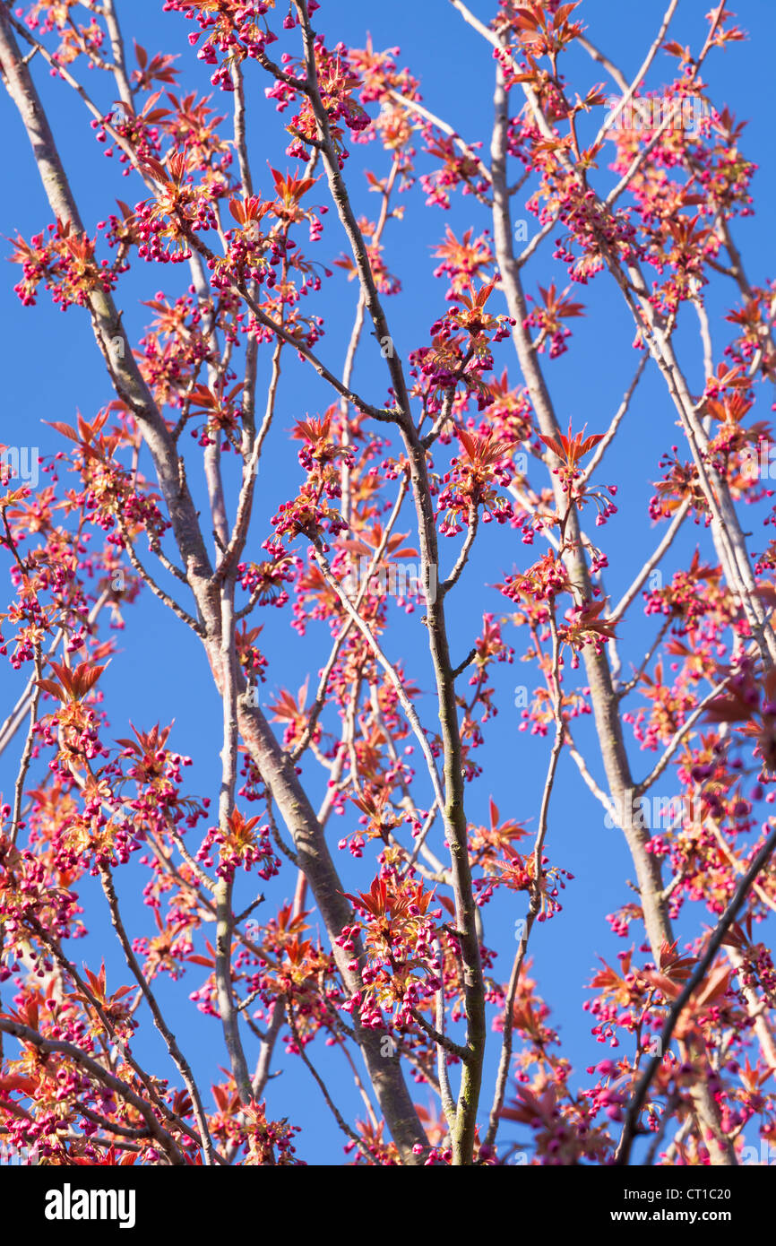 Cherry tree branches blossoming, UK Stock Photo