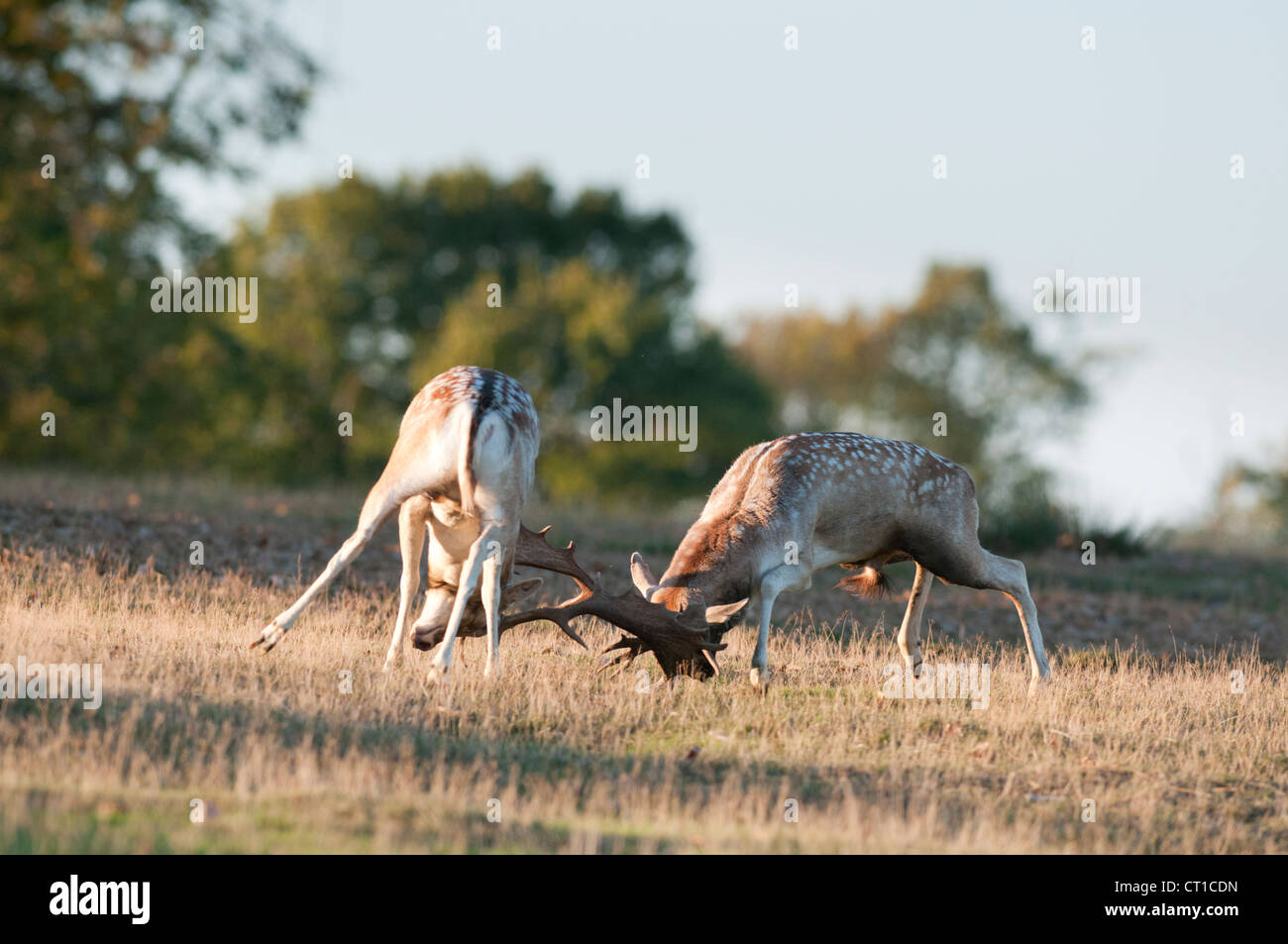 Fallow Bucks Rut Fallow deer (Dama dama) bucks fighting during rut, Kent, England ...