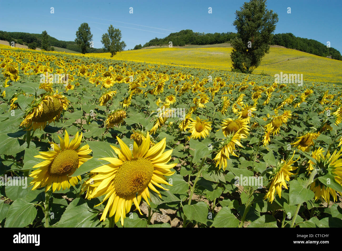 A FIELD OF SUNFLOWERS Stock Photo - Alamy