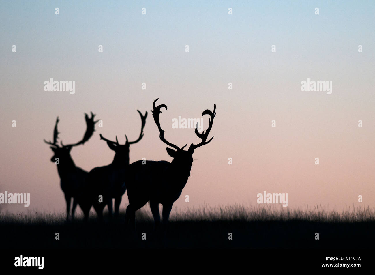 Fallow deer (Dama dama) adult buck, at sunrise, Kent, England, October Stock Photo