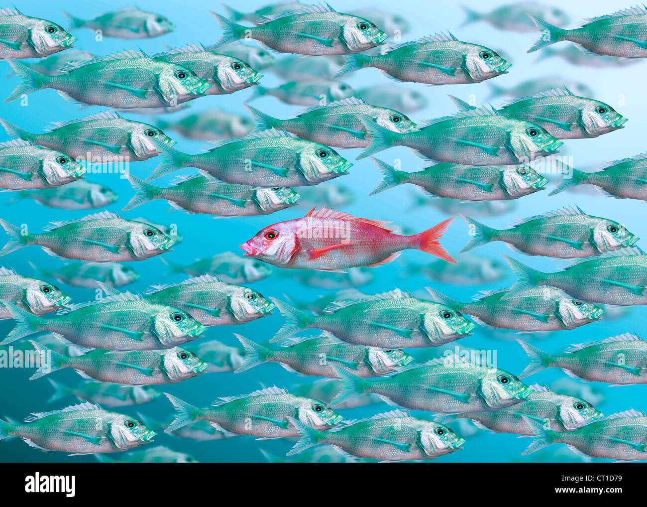 Fish in a swarm, one is swimming against the trend Stock Photo