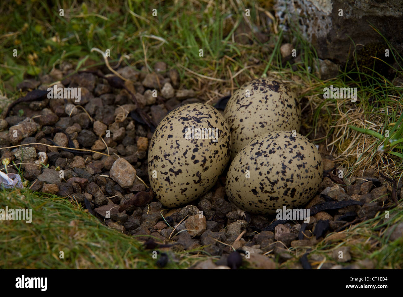 Three oystercatcher (Haematopus ostralegus) eggs in a pebbly nest on