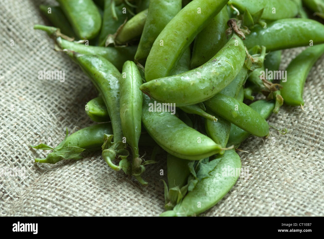 Garden peas in their shells in close up against a hessian cloth background Stock Photo