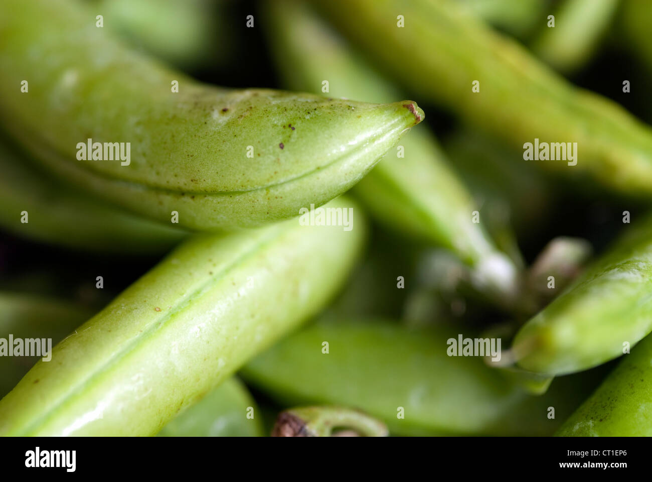Organic Sugar Snap peas in pods in close up Stock Photo