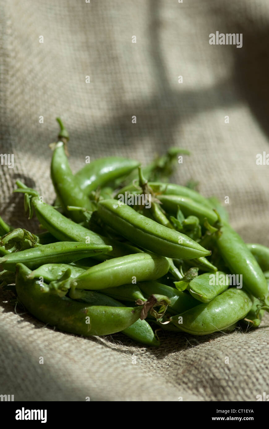 Organic Sugar Snap peas in their shells on a hessian background in dappled light Stock Photo