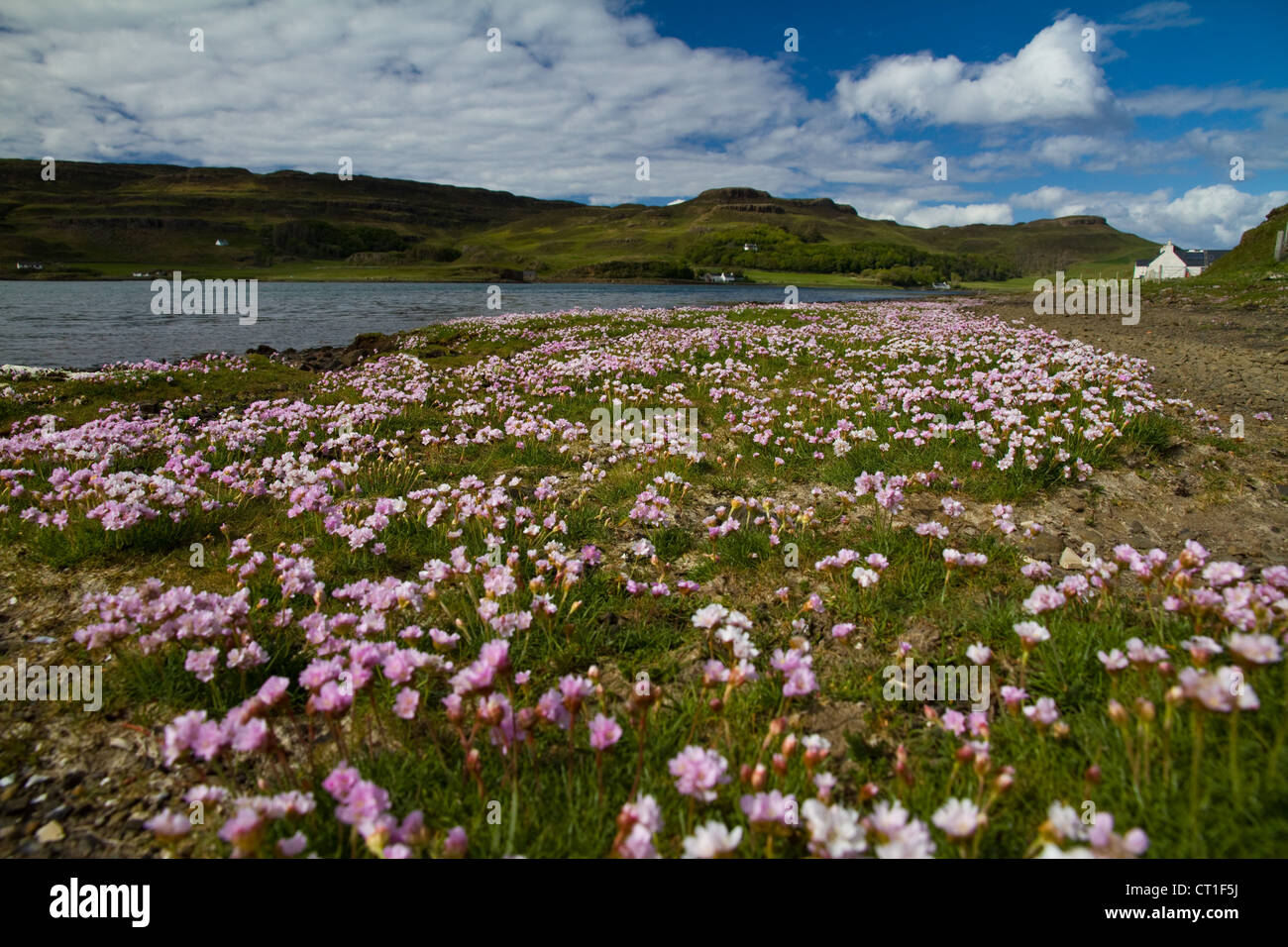 Sea pink or thrift (Armeria maritima) carpets the shore of the bay on Sanday, Isle of Canna, Small Isles, Scotland Stock Photo