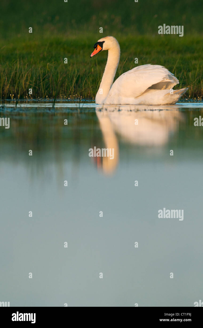 Mute swan (Cynus Olor) on water at sunrise Stock Photo