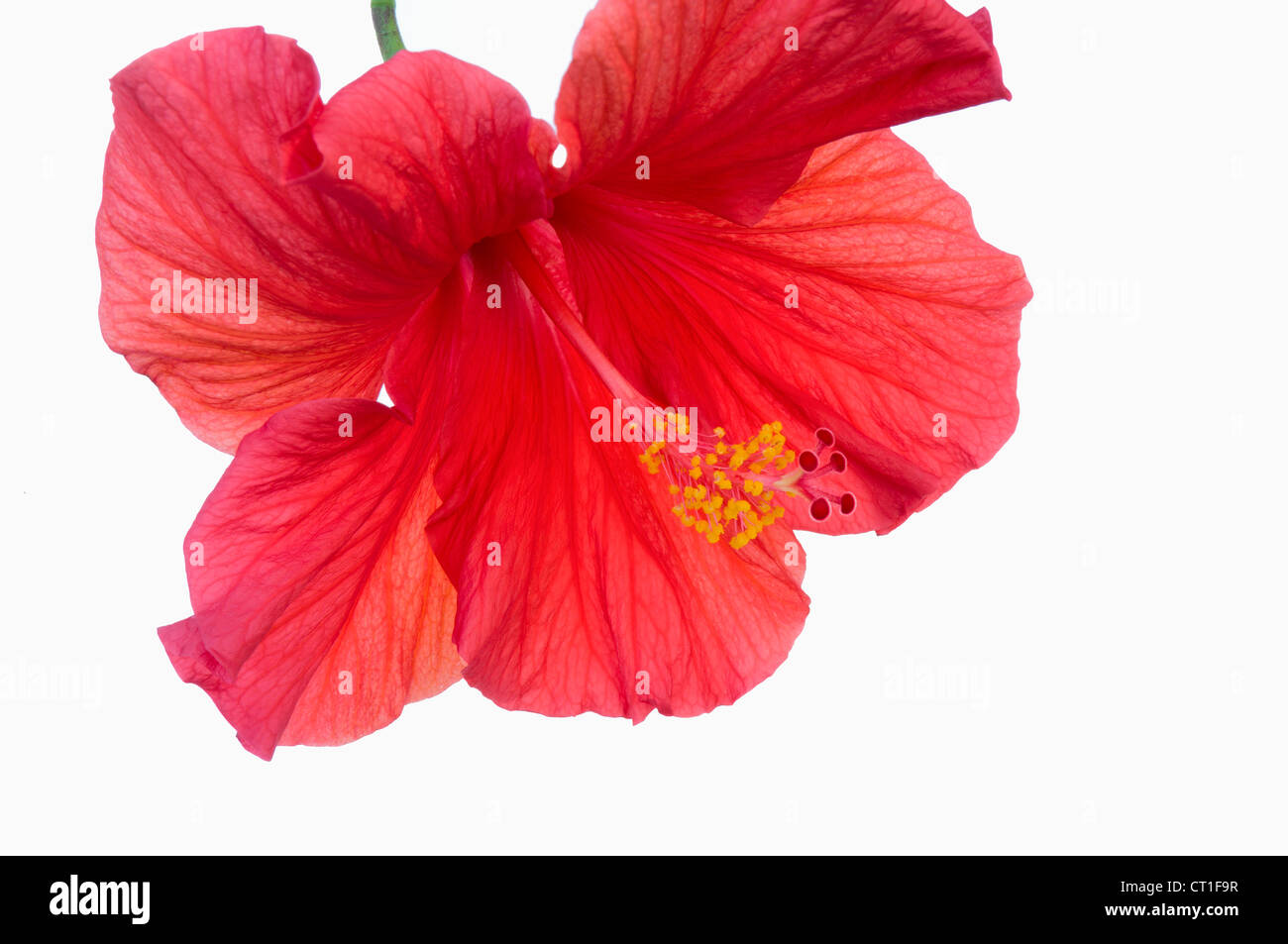 Closeup of red Hibiscus flower with vibrant red petals showing pistils and anthers atop stamen against white background Stock Photo
