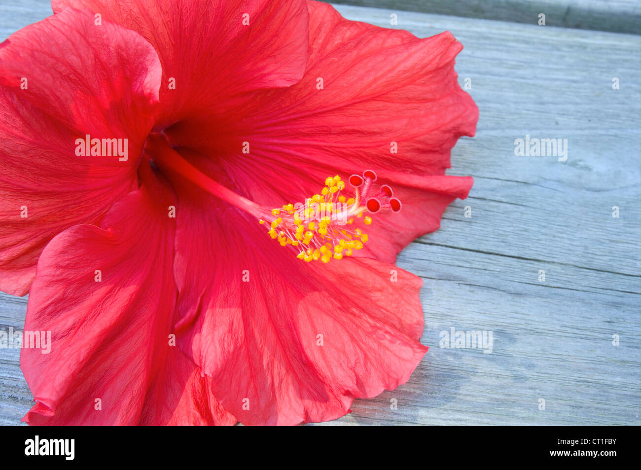 Closeup of red Hibiscus flower with vibrant red petals and stamen Stock Photo