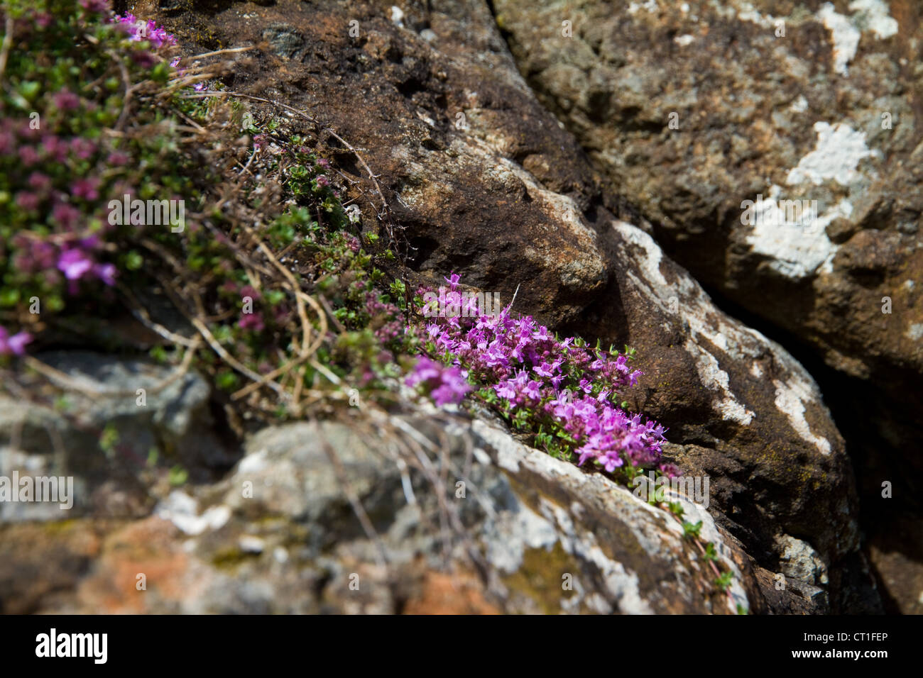 Wild thyme (Thymus serpyllum) clings to lichen-covered rocks on the Isle of Canna, Small Isles, Scotland Stock Photo