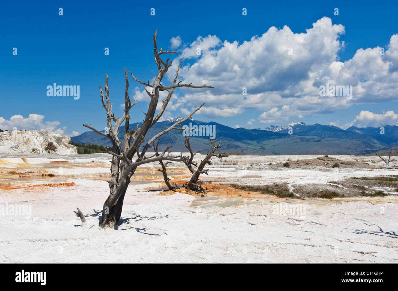 Dead trees main terrace Mammoth hot Springs Yellowstone National Park Wyoming USA United States of America Stock Photo