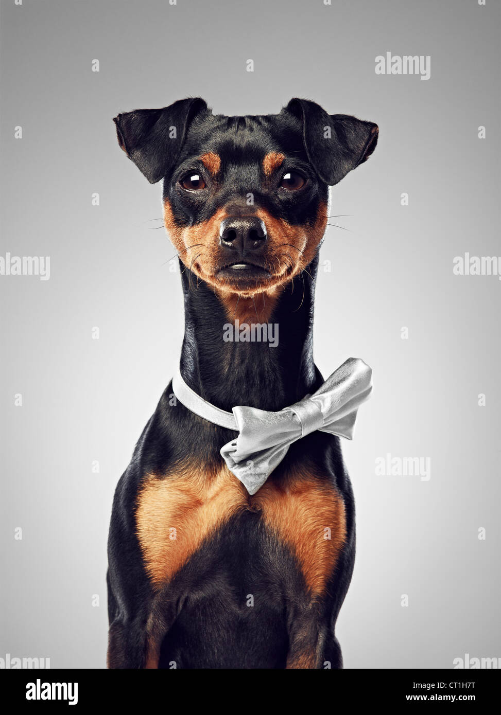 Dog wearing bow tie Stock Photo