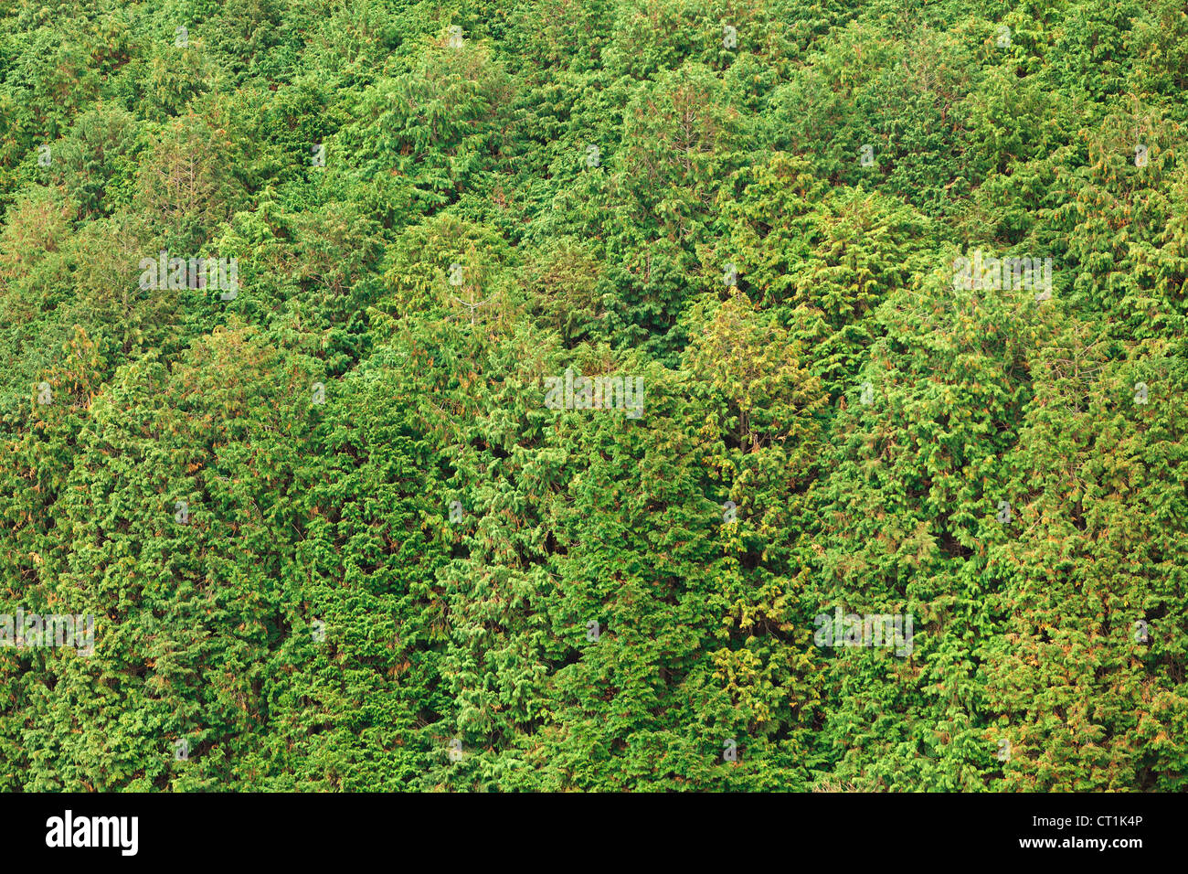 cryptomeria conifer forest background, Japan Stock Photo