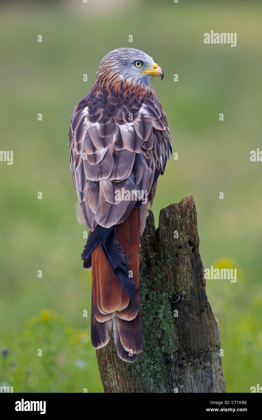 Red Kite Milvus milvus captive perched on fence post at Hawk Conservancy Trust, Andover in June. Stock Photo