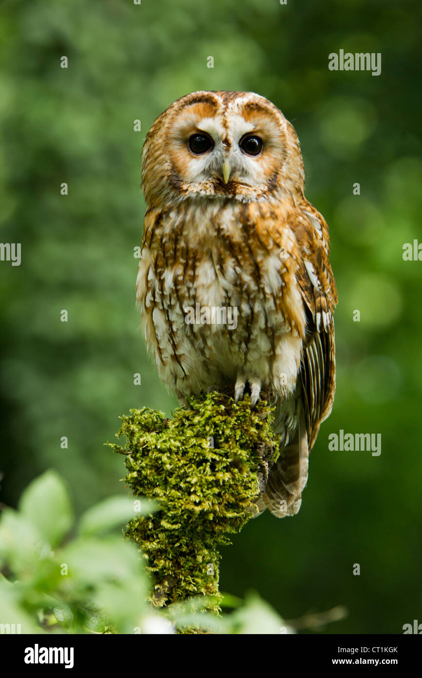 Tawny Owl Strix aluco captive perched on mossy branch at Hawk Conservancy Trust, Andover in June. Stock Photo