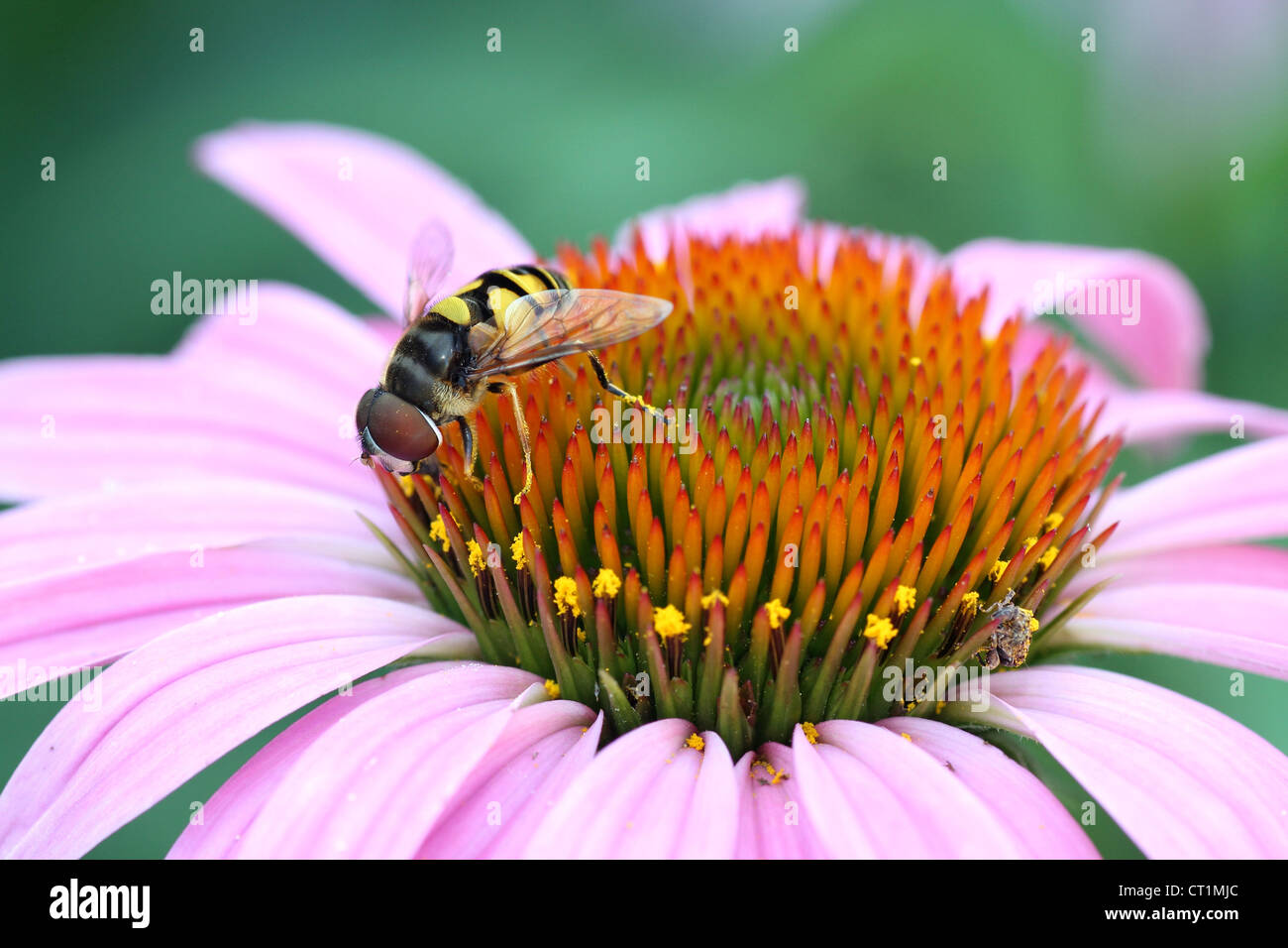 American Hover Fly on Purple Coneflower Stock Photo