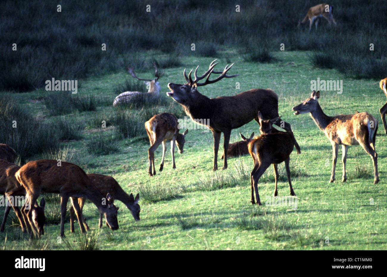Stag animal hi-res stock photography and images - Alamy