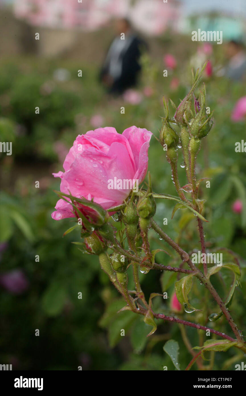Rose tree rosa sp hi-res stock photography and images - Alamy