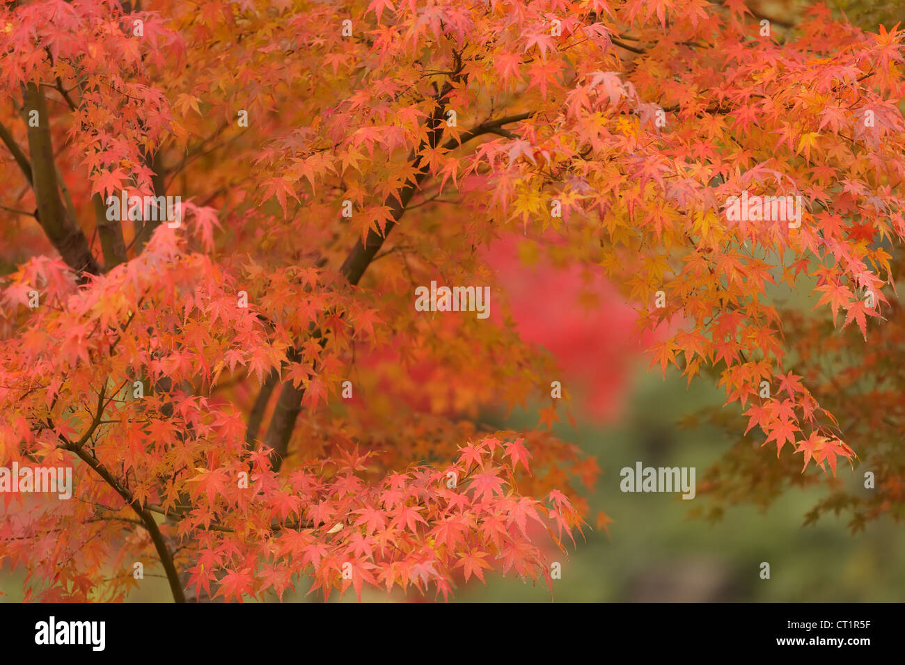 orange maple tree in japanese park Stock Photo - Alamy