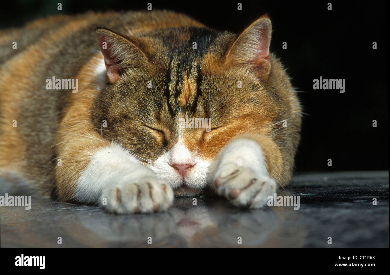 1 cat hi-res stock photography and images - Alamy