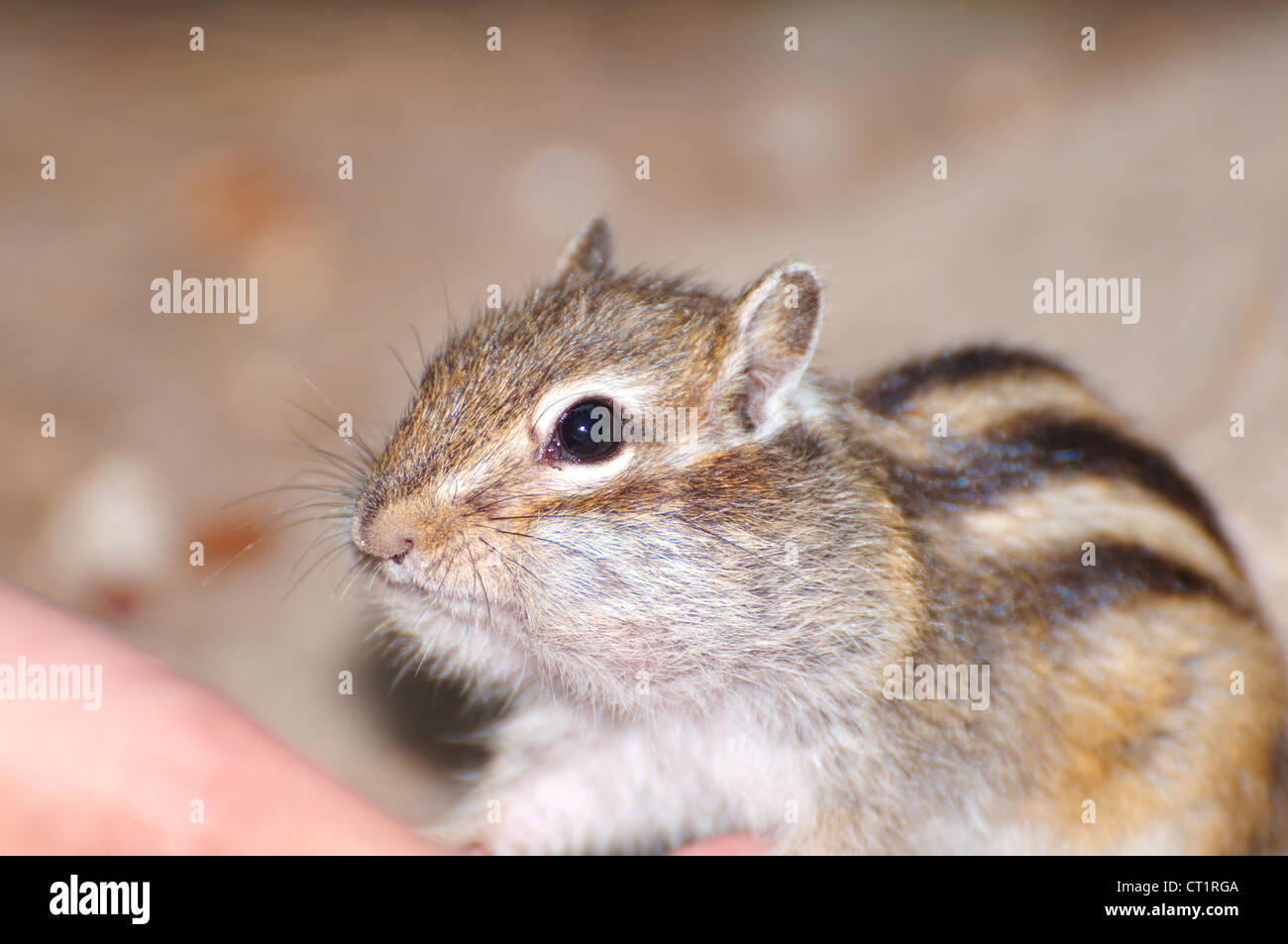 Siberian chipmunk, Common Chipmunk (Eutamias sibiricus). Lake Baikal, Siberia, Russian Federation Stock Photo