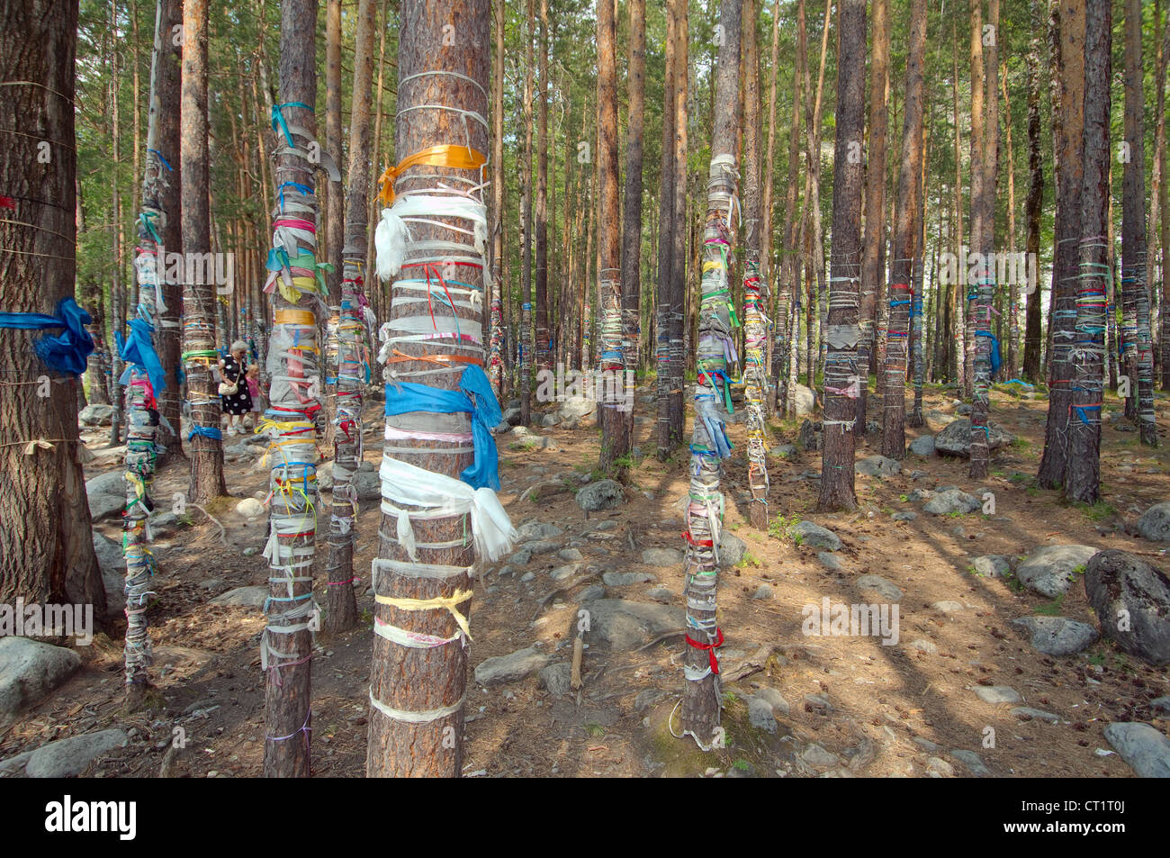 the sacred grove, Arshan, Tunkinsky District, Republic of Buryatia, Siberia, Russian Federation Stock Photo