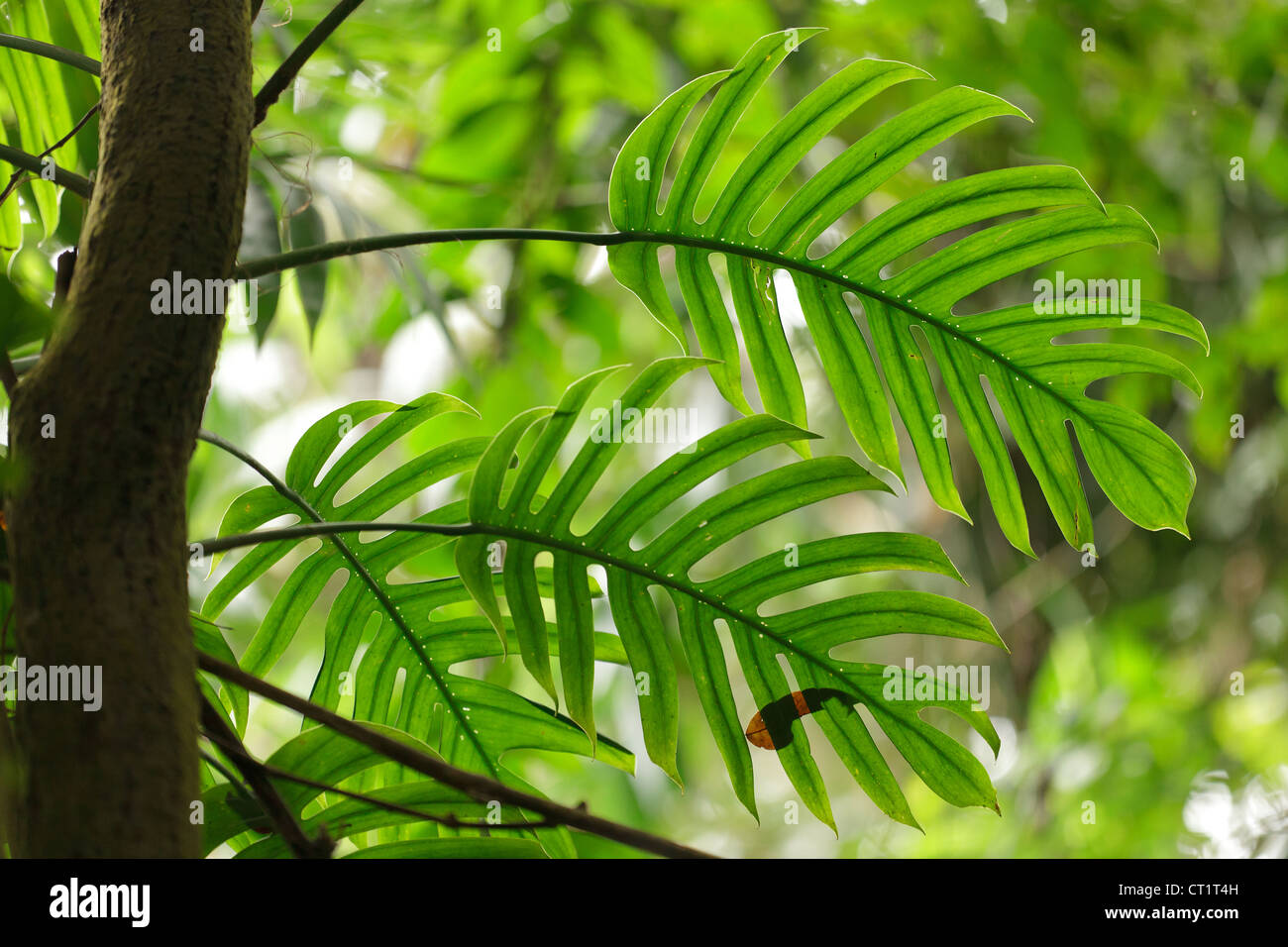 Philodendron leaves in tropical rainforest Stock Photo