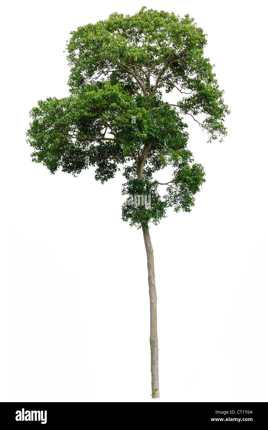 Tropical tree hires stock photography and images Alamy