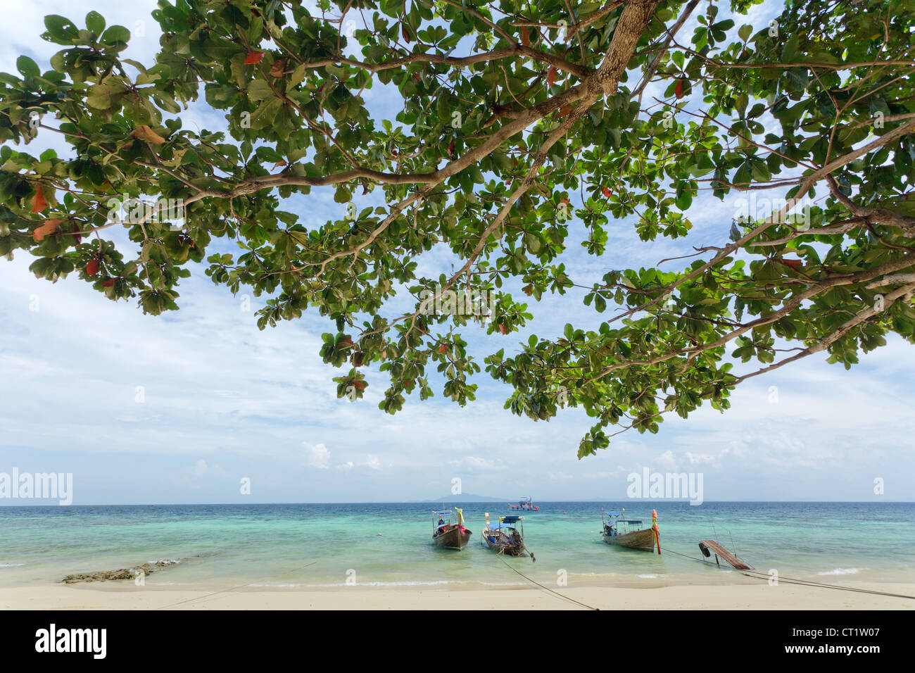tropical beach with almond tree Terminalia catappa and long tail boats, ko phi phi, Thailand Stock Photo