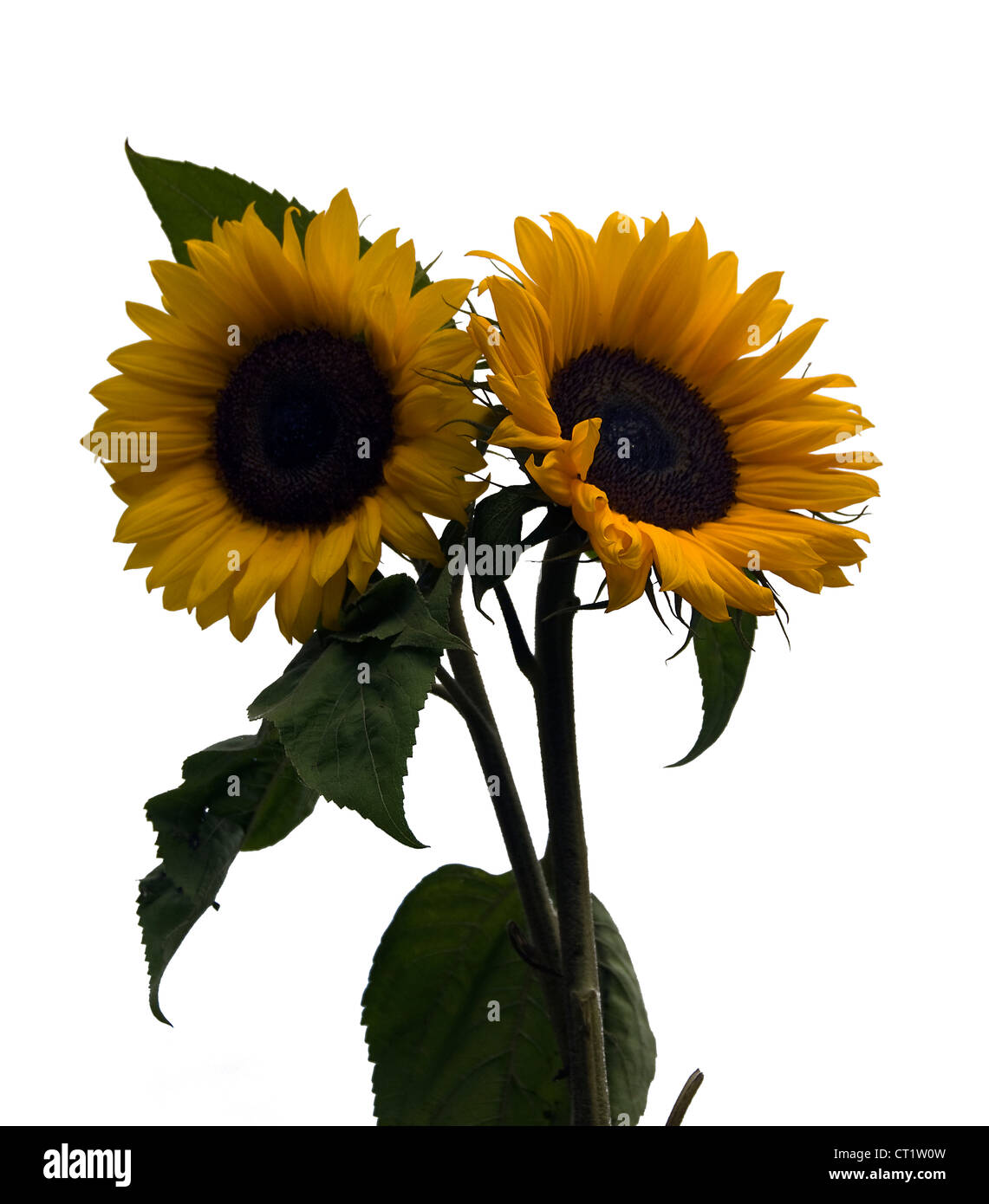 yellow sunflower in a garden in holland, in the sun Stock Photo - Alamy