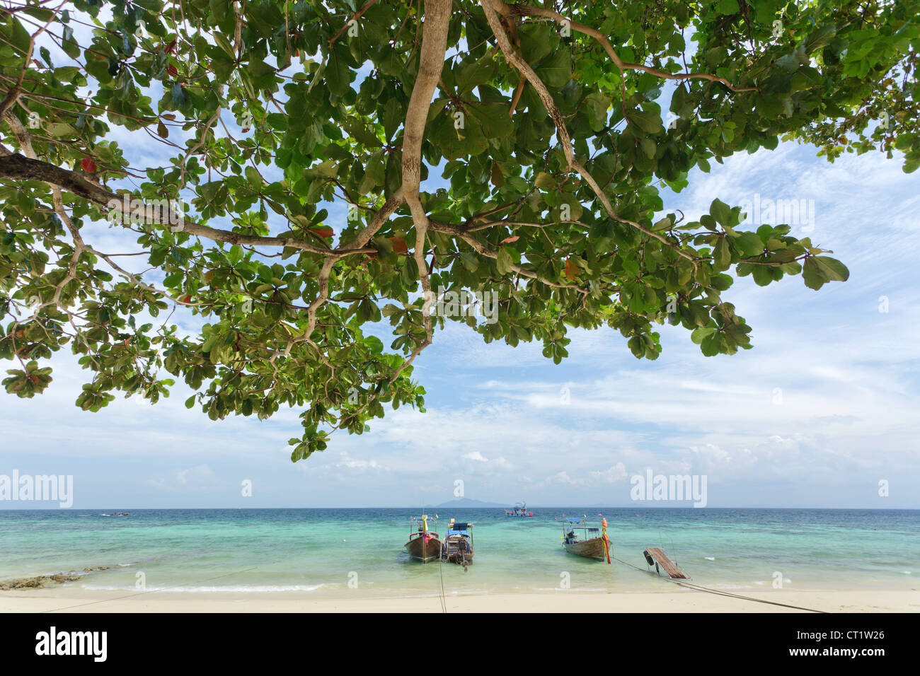 Rantee bay beach with almond tree Terminalia catappa and long tail boats, ko phi phi, Thailand Stock Photo