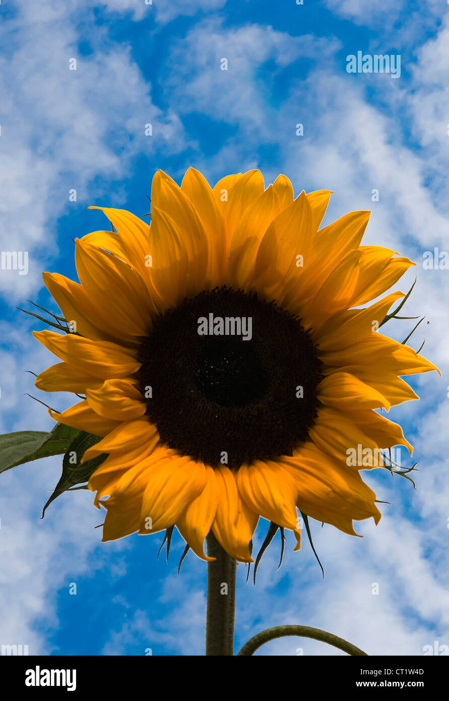 yellow sunflower in a garden in holland, in the sun Stock Photo - Alamy