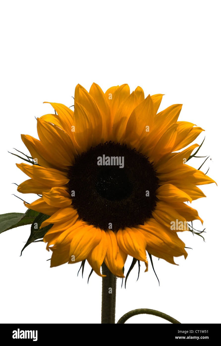 yellow sunflower in a garden in holland, in the sun Stock Photo - Alamy