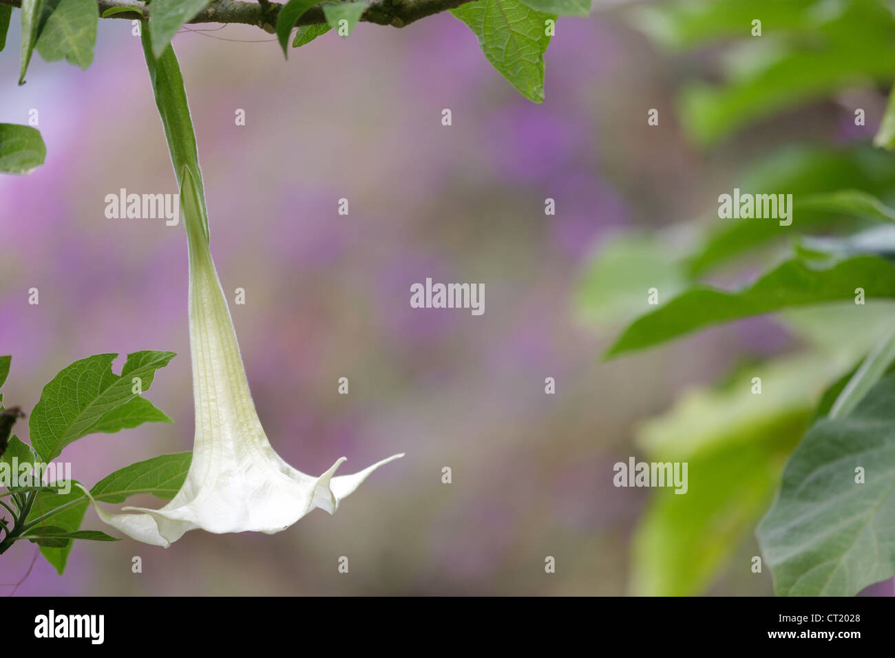 datura stramonium flower with copyspace Stock Photo