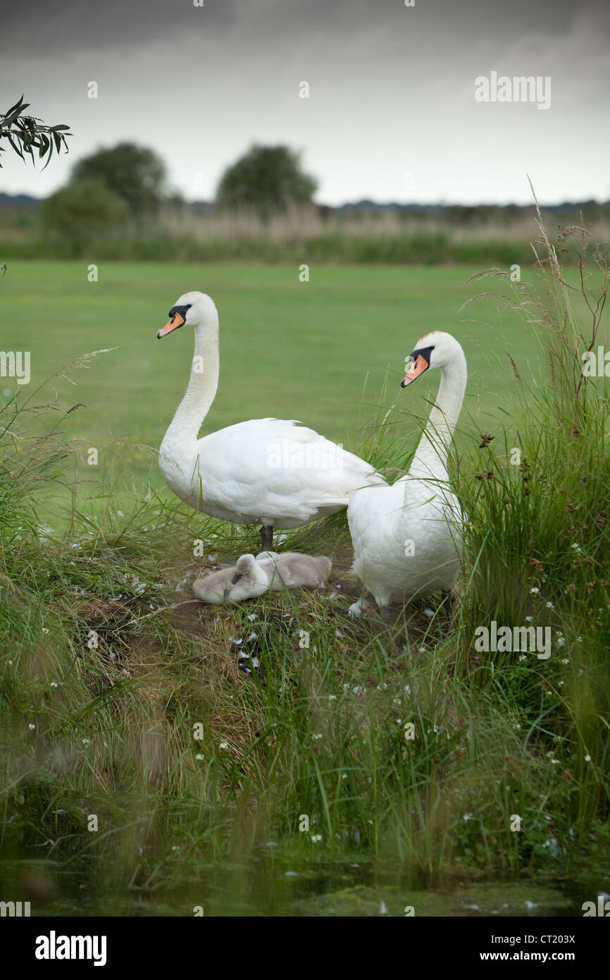 Swans with Cygnets in Suffolk Stock Photo