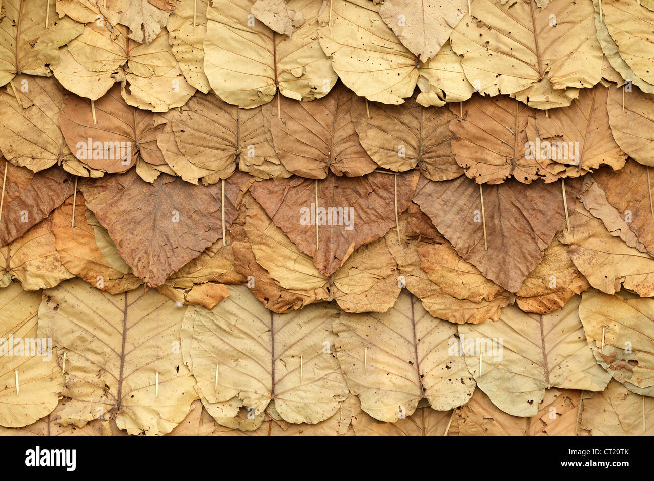 background of traditional hut roof made of large leaves, Thailand Stock Photo