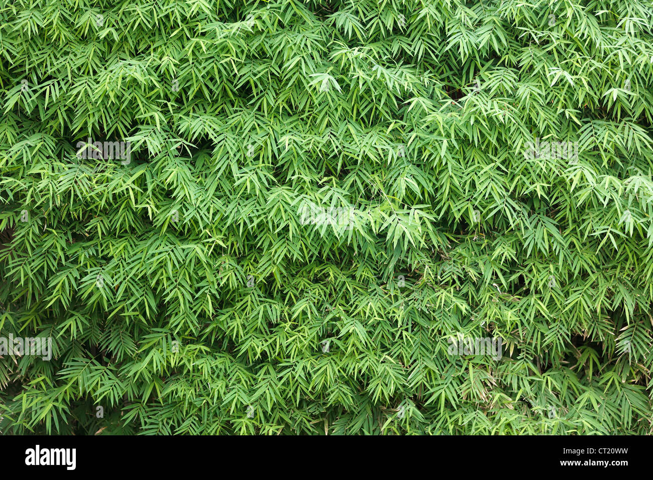 tropical bamboo leaves background Stock Photo