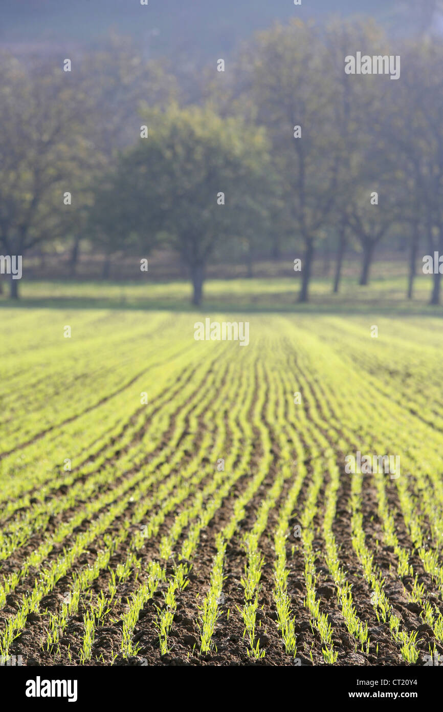 Field fog fields fogs hi-res stock photography and images - Alamy