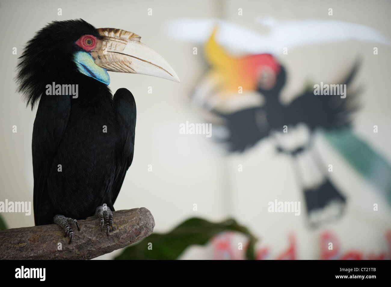 Hornbill, KL Bird Park, Kuala Lumpur, Malaysia, South East Asia Stock Photo
