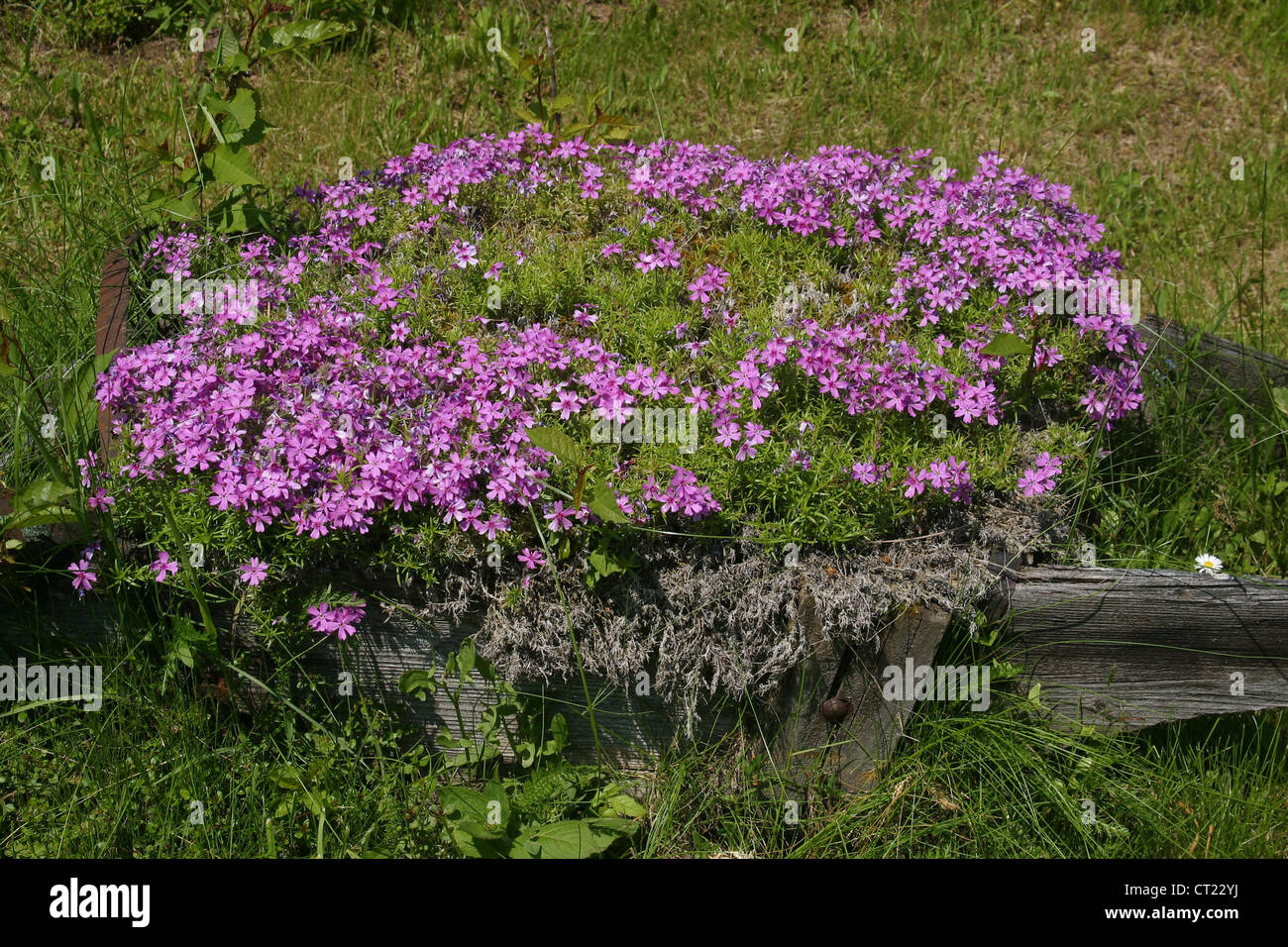 A colorful background of flowers Stock Photo - Alamy