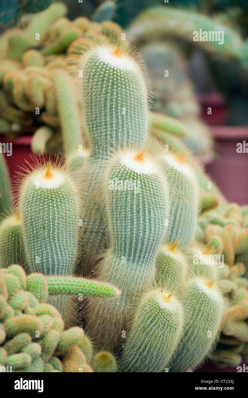 Cactus Farm, Cameron Highlands, Perak state, Malaysia Stock Photo - Alamy