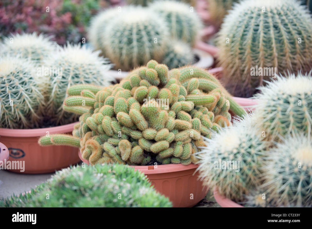 Cactus Farm, Cameron Highlands, Perak state, Malaysia Stock Photo - Alamy