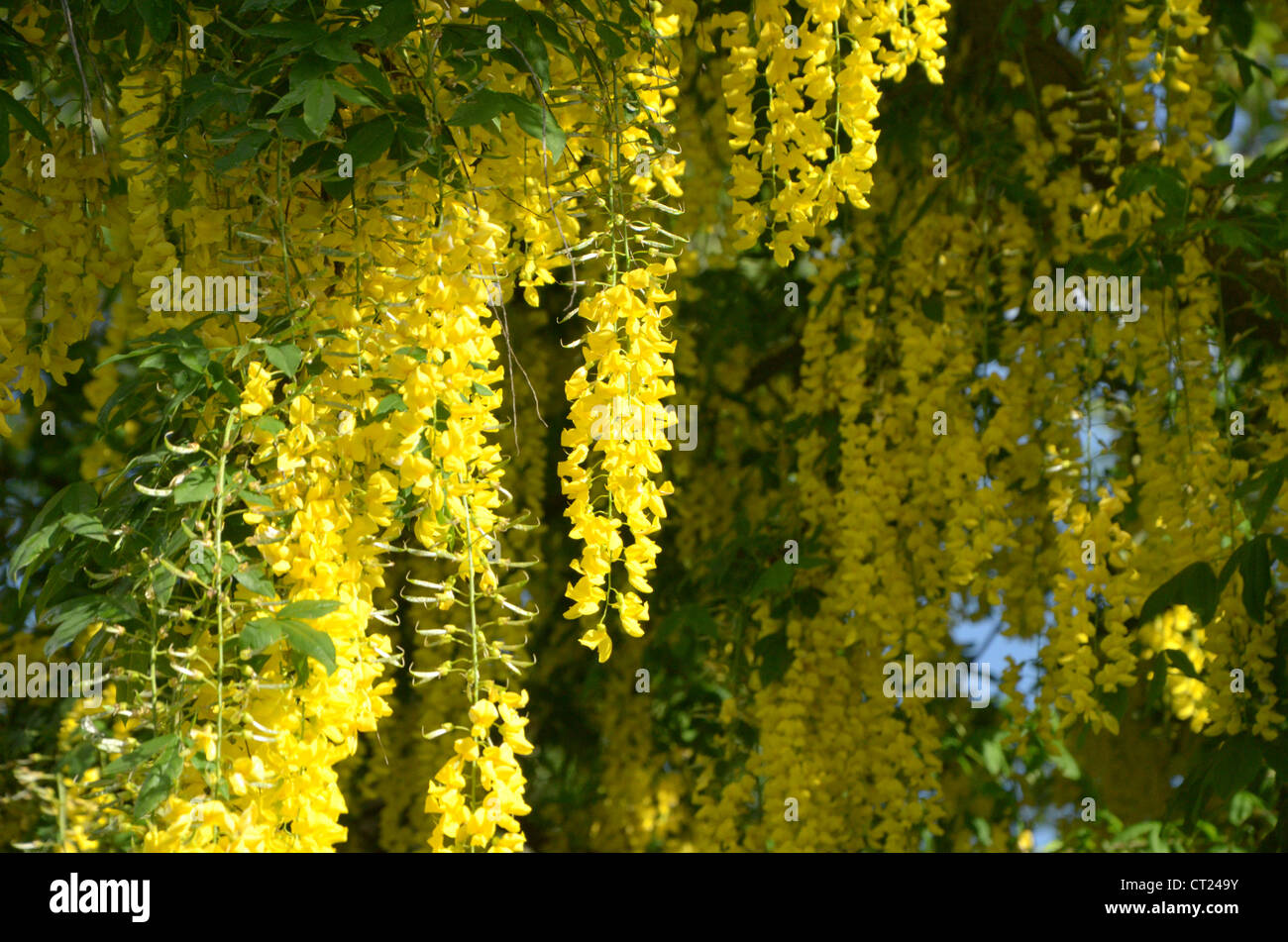 Larburnum in Beverley, Yorkshire, United Kingdom Stock Photo