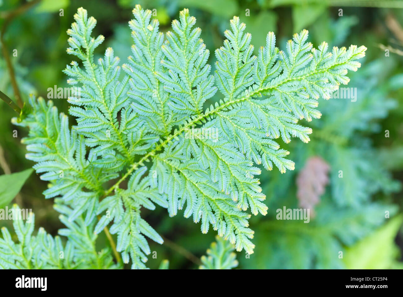 willdenowii Selaginella blue tropical fern leaf Stock Photo