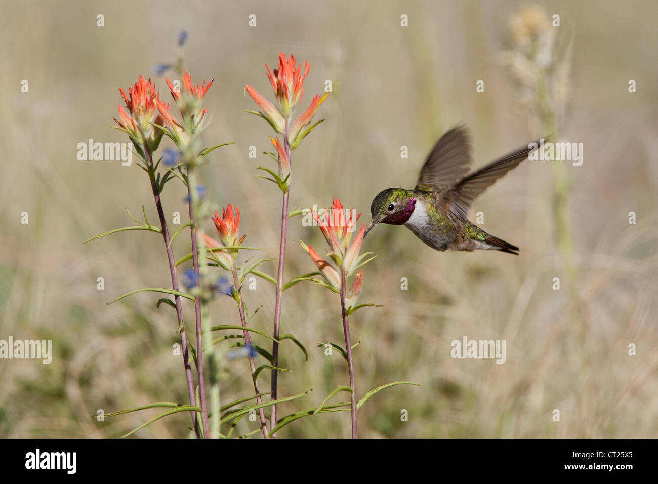 A Broad-tailed Hummingbird bird hovering getting nectar from Indian Paintbrush flowers blooms blossoms Stock Photo