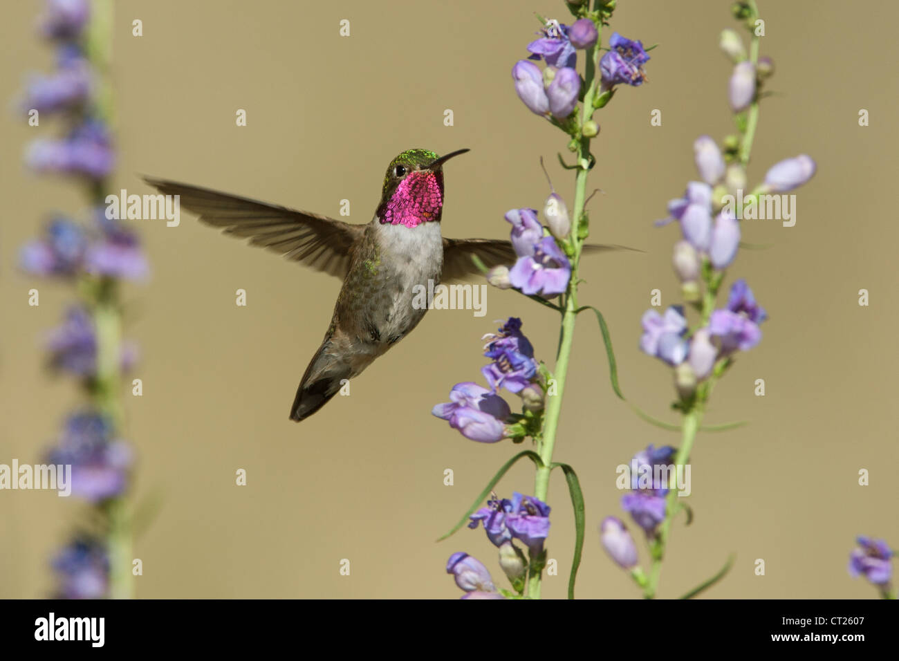 A Broad-tailed Hummingbird bird hovering in Penstemon flowers  blooms blossoms seeking nectar Stock Photo