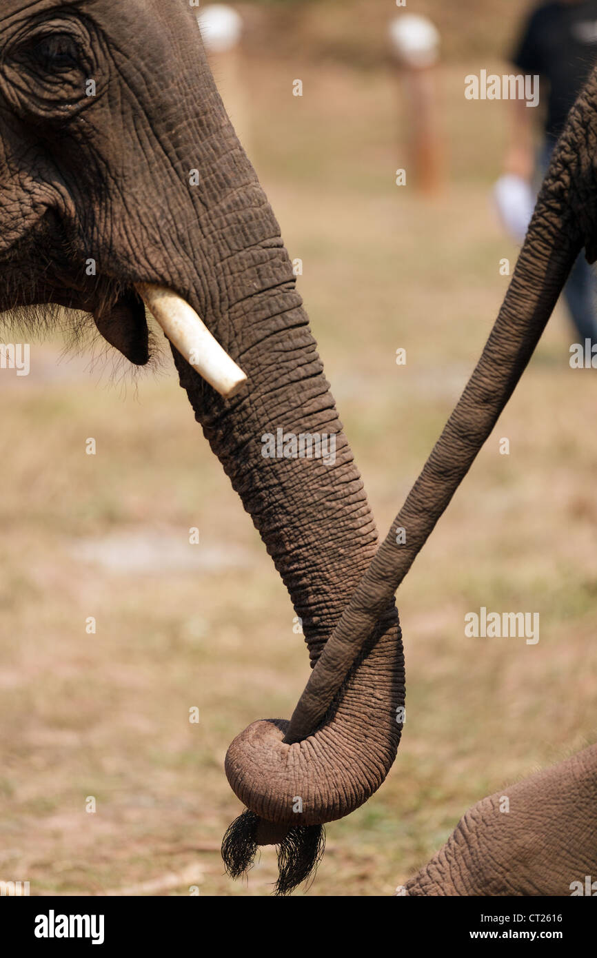 asian elephant couple embracing together Stock Photo